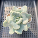 Echeveria 'Heart Song' 2"-3" Succulent Plant