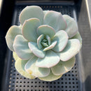 Echeveria 'Cream Tea' 3"-4" Succulent Plant