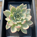Echeveria 'Pink Champaign' Variegated 5"-6" Large Succulent Plant