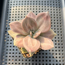 Echeveria Xichuensis 2" Succulent Plant