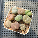 Collection of Lithops 2" Succulent Plant