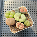 Collection of Lithops 2" Succulent Plant