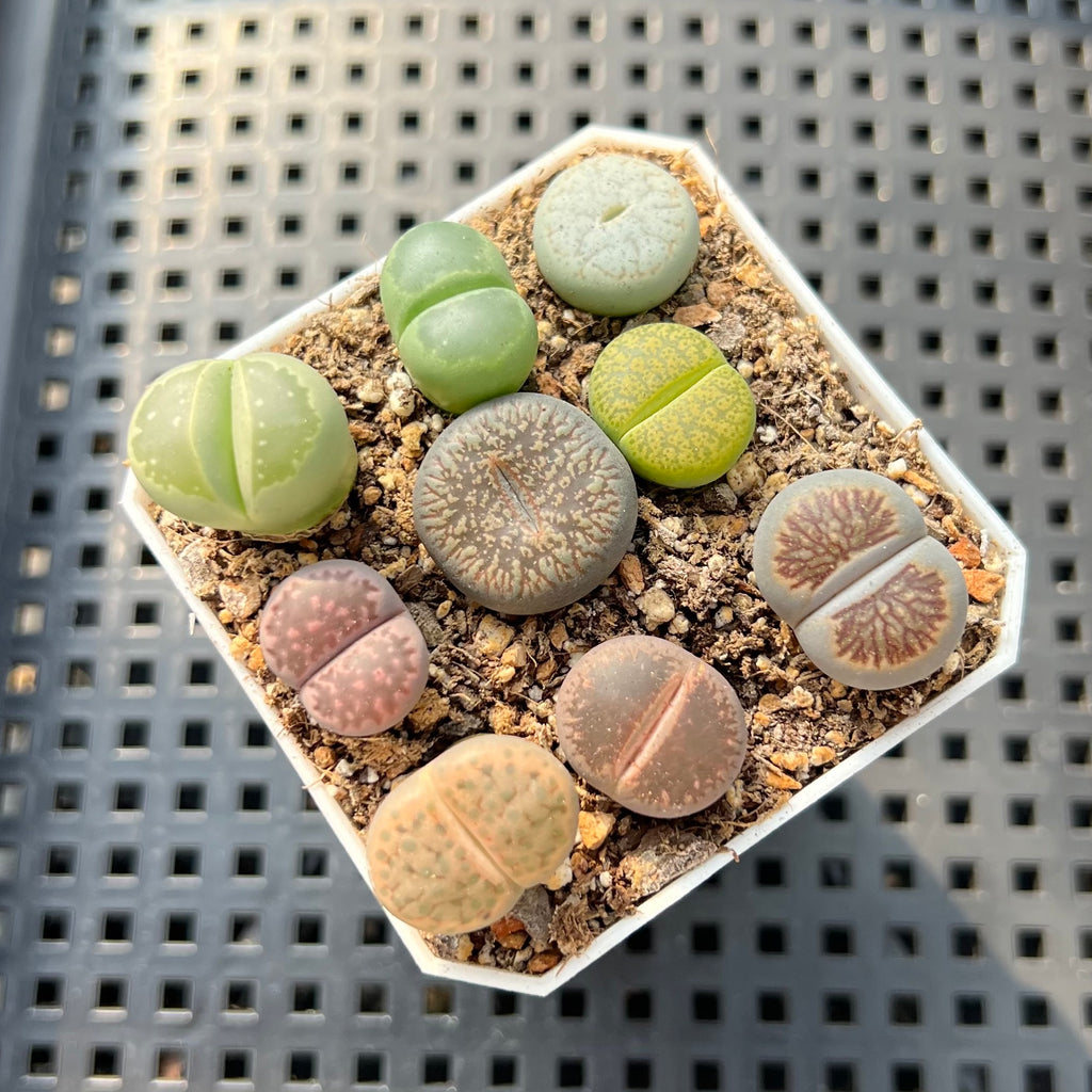Collection of Lithops 2