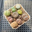 Collection of Lithops 2" Succulent Plant