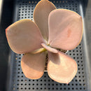 Echeveria 'Brunch Wine' (브런치와인) 3"-4" (100% Grown In House) Succulent Plant