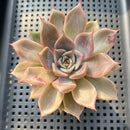 Echeveria 'Pink Madiba' 2"-3" Succulent Plant