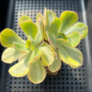 Echeveria 'Enfant' Variegated AKA 'Angpang' 2"-3" Succulent Plant