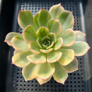 Echeveria Agavoides 'Star Boss' Variegated 3"-4" Succulent Plant