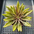 Echeveria Lutea 3" (100% Grown In House) Succulent Plant