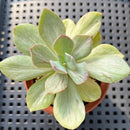 Echeveria 'Hanaikada' Mosaic Variegated 2" (100% Grown In House) Succulent Plant