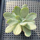 Echeveria 'Hanaikada' Mosaic Variegated 2" (100% Grown In House) Succulent Plant