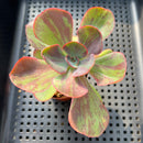 Echeveria 'Goiabinha' Variegated 2" (100% Grown In House) Succulent Plant