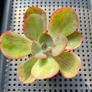 Echeveria 'Goiabinha' Variegated 2" (100% Grown In House) Succulent Plant