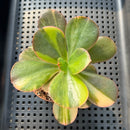 Echeveria 'Primadonna' Variegated 2"-3" (100% Grown In House) Succulent Plant