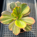 Echeveria 'Primadonna' Variegated 2"-3" (100% Grown In House) Succulent Plant