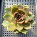 Echeveria sp. 3" Succulent Plant
