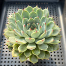 Echeveria 'Jackal' 3"-4" Succulent Plant
