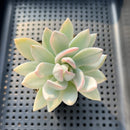 Pachyveria 'Simonoasa' Variegated 3" Succulent Plant