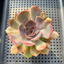 Echeveria 'Renoir' 2" Succulent Plant