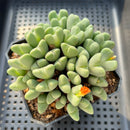 Conophytum 'Bilobum' Cluster 4" Succulent Plant