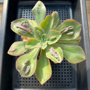 Echeveria 'Baron Bold' 4" Succulent Plant