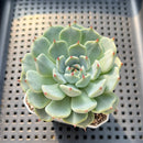 Echeveria 'Black Nail' 2" Succulent Plant