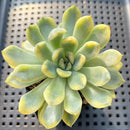 Echeveria 'Pulidonis' Variegated 2"-3" Succulent Plant