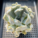 Echeveria 'Thriller Pearl' 2"-3" Succulent Plant