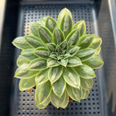 Echeveria Longissima Heavily Carunculated 4"-5 Succulent Plant