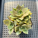Echeveria 'Mysterious Rose' Super Clone Cluster 3” Succulent Plant