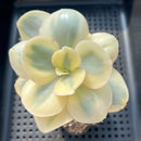 Echeveria 'Suyeon' White Variegated 3" Succulent Plant