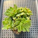 Echeveria 'Tesla' 2" Cluster Hwaga Hybrid Succulent Plant