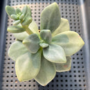 Cremnophila Nutans 2"-3" Succulent Plant