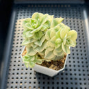 Sedeveria 'Rolly' Variegated 2"-3" Succulent Plant