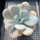 Graptoveria 'Lalla' 4" Large Succulent Plant
