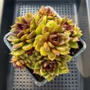 Echeveria 'Magic Coco' 4"-5" Extra Large Cluster Succulent Plant