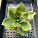 Echeveria 'Hermione' Mutated/Variegated 2"-3" Succulent Plant
