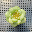 Echeveria 'Dohwa' Jelly Type 2" Succulent Plant