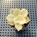 Echeveria 'Pollux' Highly Variegated 2" Succulent Plant