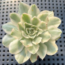 Echeveria 'White Princess' Variegated 2"-3" Succulent Plant