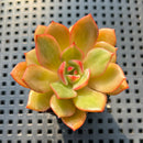 Echeveria 'Salu' Variegated 2" Succulent Plant
