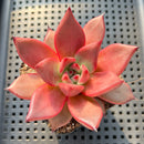 Echeveria Agavoides 'Romeo' 3" Succulent Plant
