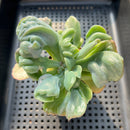 Echeveria 'Hearts Delight' Monstrose 3"-4" Succulent Plant