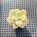Graptoveria 'Caviar' Variegated 2" Succulent Plant