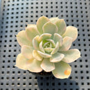 Echeveria Runyonii Variegated (Aka Echeveria 'Akaihosi' Variegated) 2" Succulent Plant