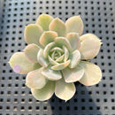 Echeveria Runyonii Variegated (Aka Echeveria 'Akaihosi' Variegated) 2" Succulent Plant