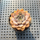 Echeveria 'Amber Rose' 1"-2” Succulent Plant