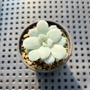 Graptopetalum 'Silverbum' Variegated 1" Succulent Plant