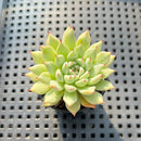 Echeveria Zaragoza 1"-2" Succulent Plant