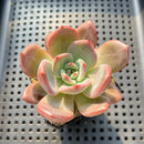Echeveria 'Purple Champaign' 2"-3" Succulent Plant